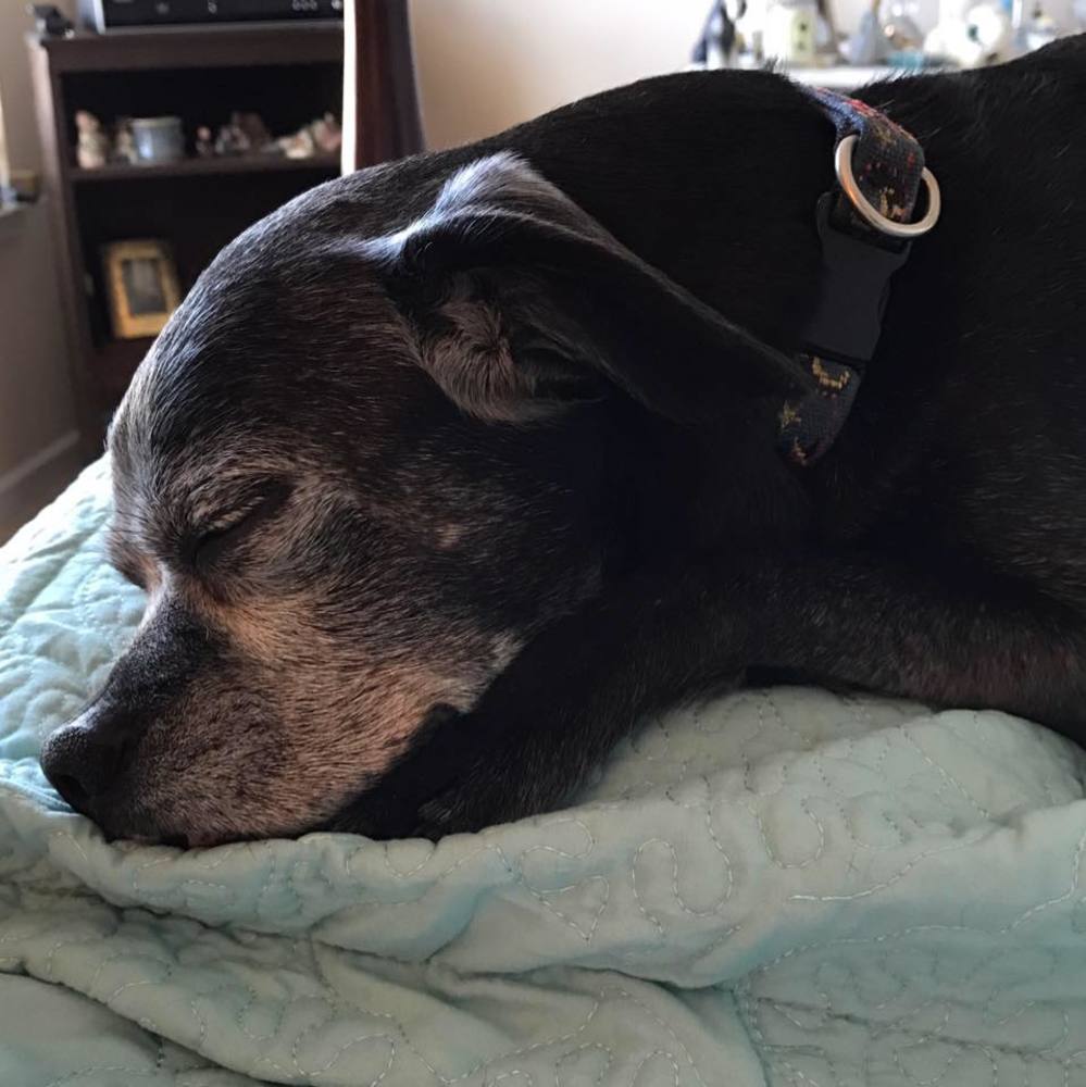 Meet your Posher, Dianne